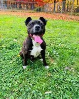 An adult medium-sized male Brindle Pit Bull Terrier dog named Waffle for adoption in Skowhegan, ME