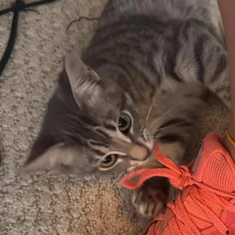 A baby small-sized male Brown / Chocolate Domestic Short Hair cat named Tom Houston for adoption in Denver, CO