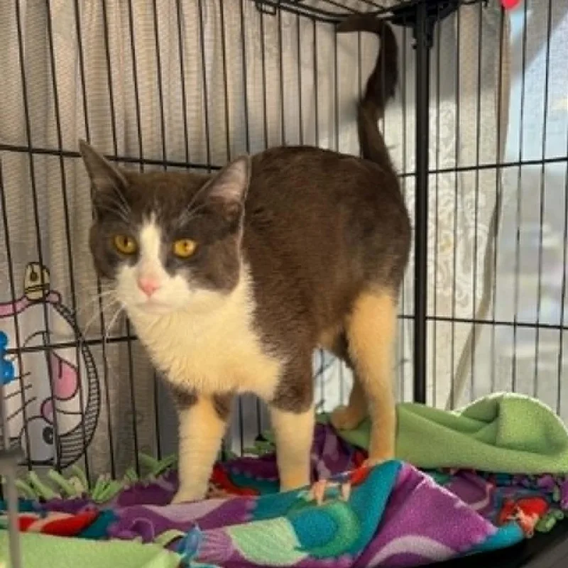 A young medium-sized male White Domestic Short Hair cat named Brad Pitt  Chino for adoption in Chino Hills, CA