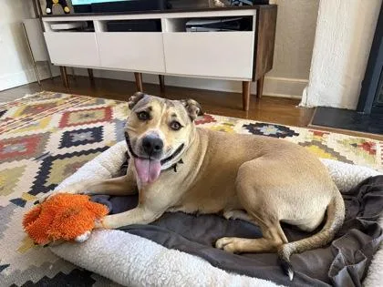 An adult large-sized female Yellow / Tan / Blond / Fawn Pit Bull Terrier dog named Odette for adoption in Kansas City, MO