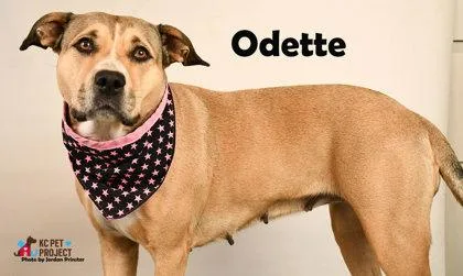 Odette thumbnail 3
