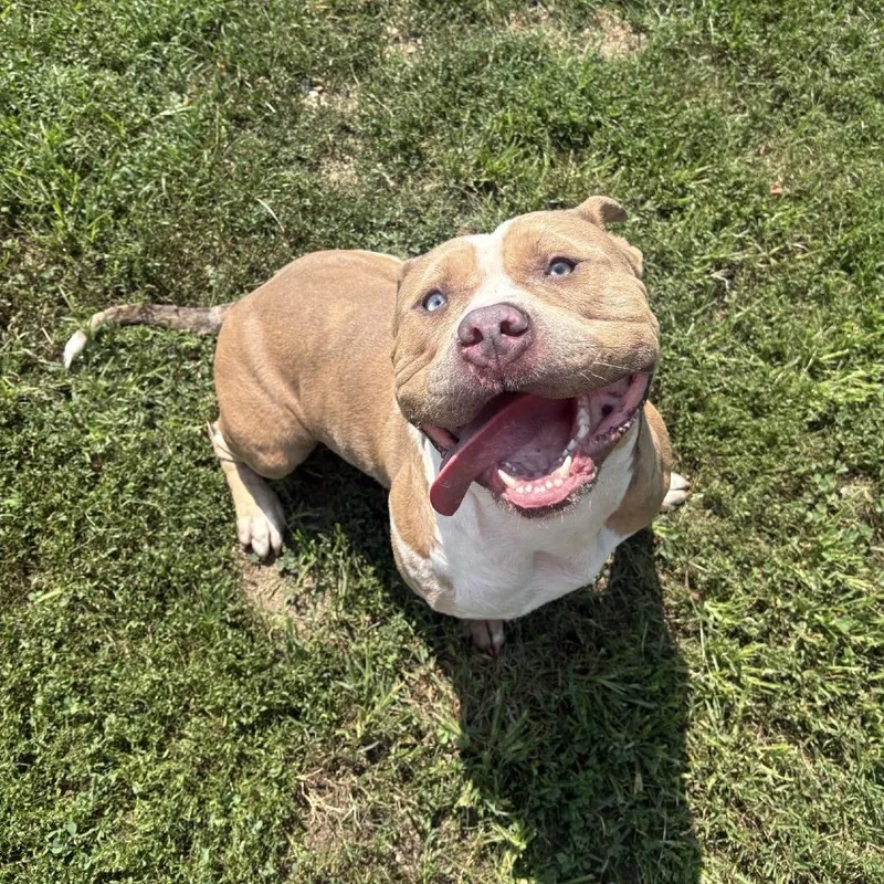 A young large-sized male Yellow / Tan / Blond / Fawn Pit Bull Terrier dog named Rebel for adoption in Ridgely, MD