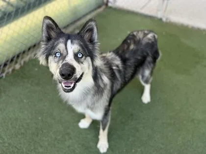 A young large-sized male White / Cream Siberian Husky dog named John Ham for adoption in Sacramento, CA