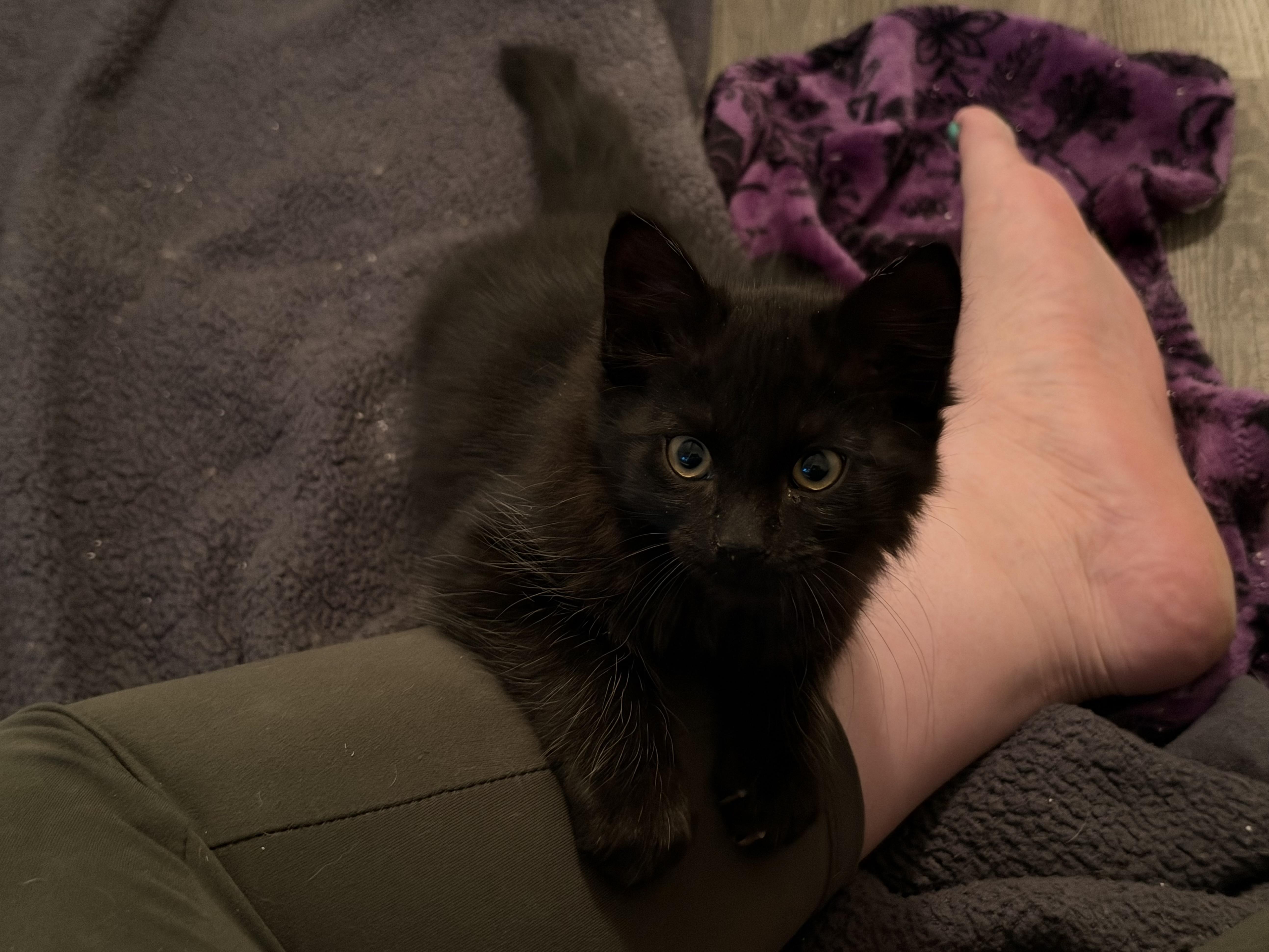 Cayenne thumbnail 3