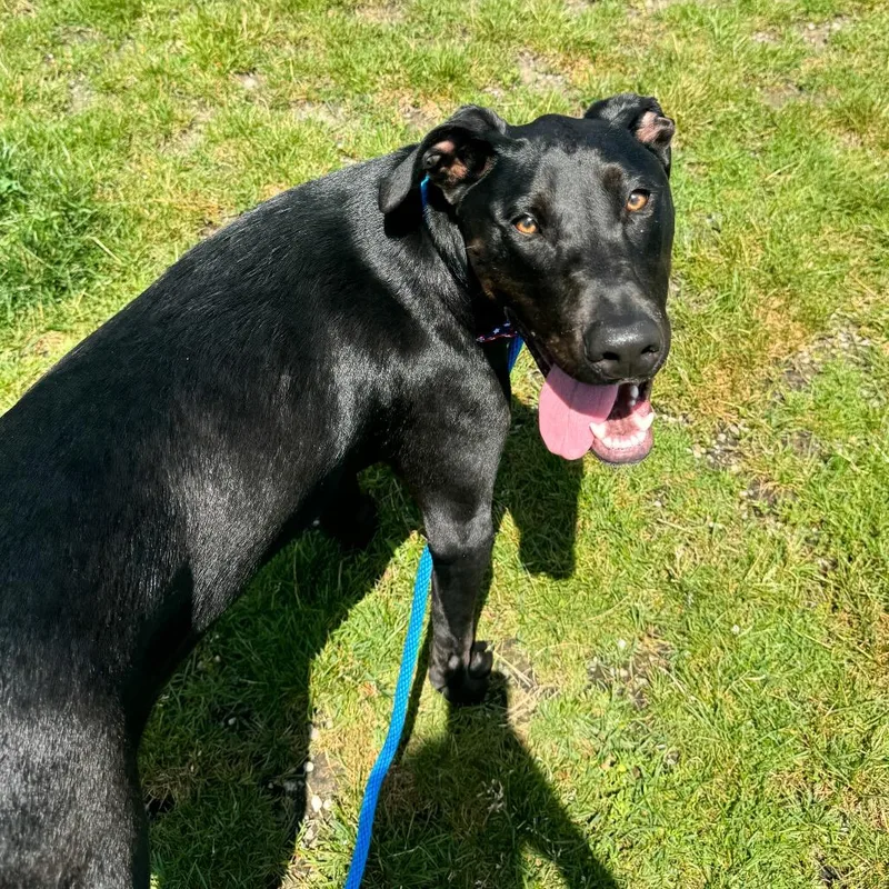 A young small-sized male Black Doberman Pinscher dog named Martin for adoption in Fort Wayne, IN