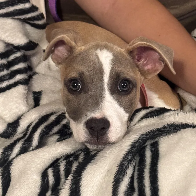 A baby medium-sized female American Staffordshire Terrier dog named Mother Gothel for adoption in Portland, ME