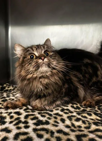 Moo Moo Angel thumbnail 2