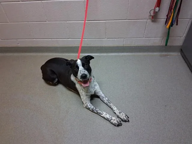 A young medium-sized male Australian Cattle Dog / Blue Heeler dog named Banjo for adoption in Colorado Springs, CO