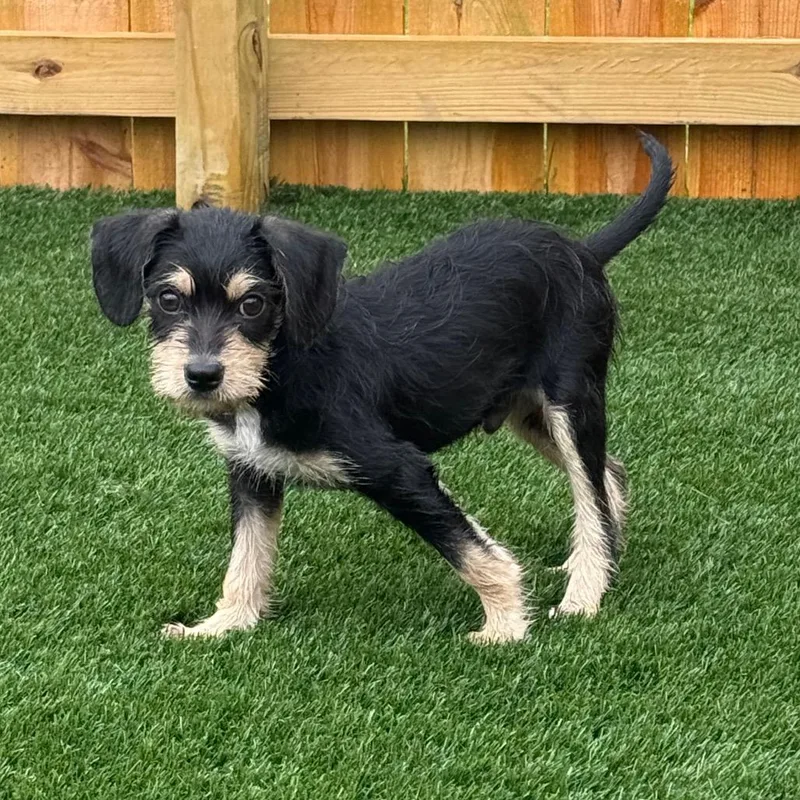 A baby small-sized male Black Border Terrier dog named Chippy for adoption in La Grange, KY