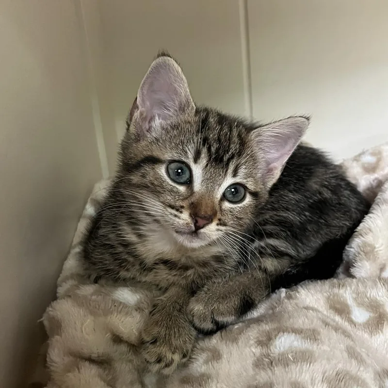A baby small-sized female Domestic Short Hair cat named Tulip for adoption in Cumming, GA