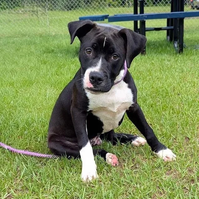 A young medium-sized male Black American Bulldog dog named Brennan for adoption in Cranston, RI