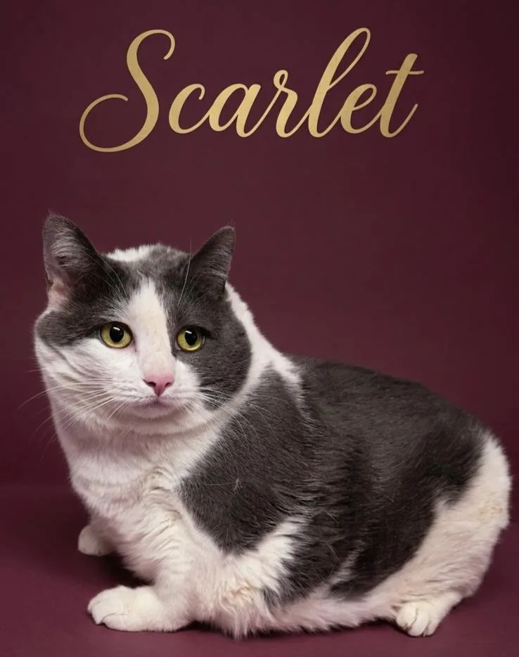 An adult medium-sized female Domestic Short Hair cat named Scarlet for adoption in Rutherfordton, NC