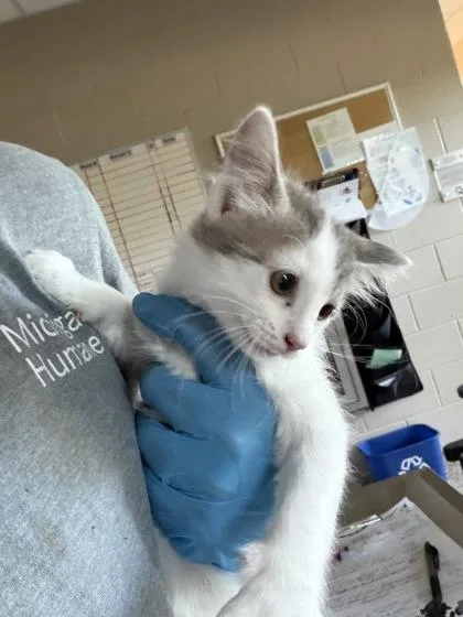 A baby small-sized male Domestic Short Hair cat named Xola for adoption in Westland, MI
