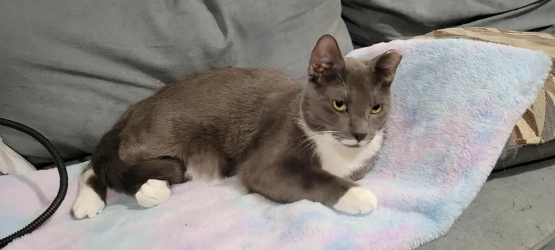 Smoky And Bic thumbnail 4