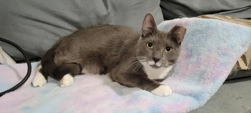 Smoky And Bic thumbnail 5