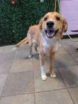 A young medium-sized female Yellow / Tan / Blond / Fawn Mixed Breed dog named 61805612 for adoption in El Paso, TX