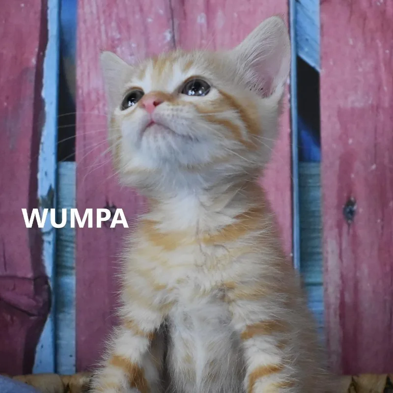 A baby small-sized male Orange / Red Domestic Short Hair cat named Wumpa for adoption in Yuma, AZ