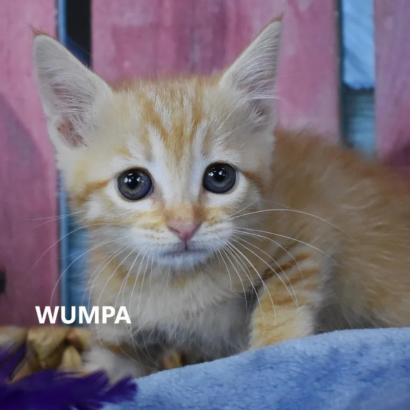 Wumpa thumbnail 2