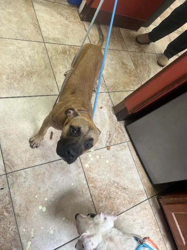 A young large-sized male Brown / Chocolate Mixed Breed dog named Justin Bieber for adoption in Cincinnati, OH