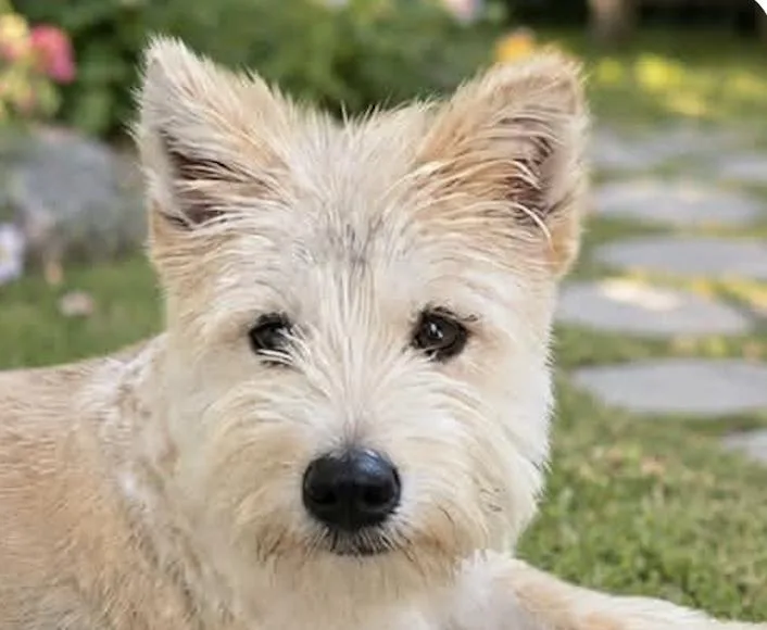 A baby medium-sized male Terrier dog named Stevie for adoption in San Ramon, CA