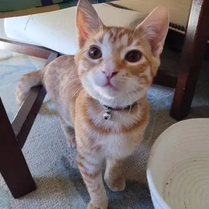 Bradley Cooper thumbnail 2