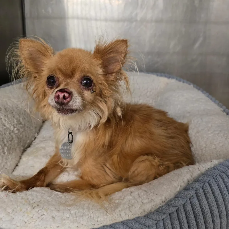 A senior small-sized female Brown / Chocolate Chihuahua dog named Nova for adoption in Waldorf, MD