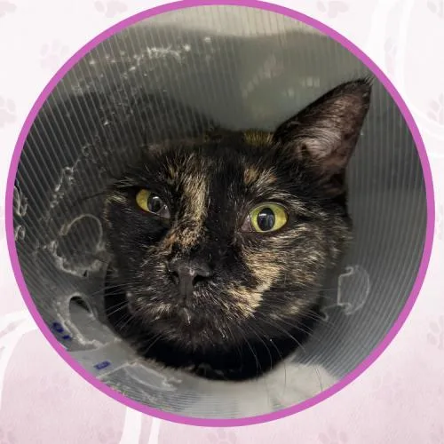 A young medium-sized female Tortoiseshell Domestic Short Hair cat named Multi Grain for adoption in Toms River, NJ