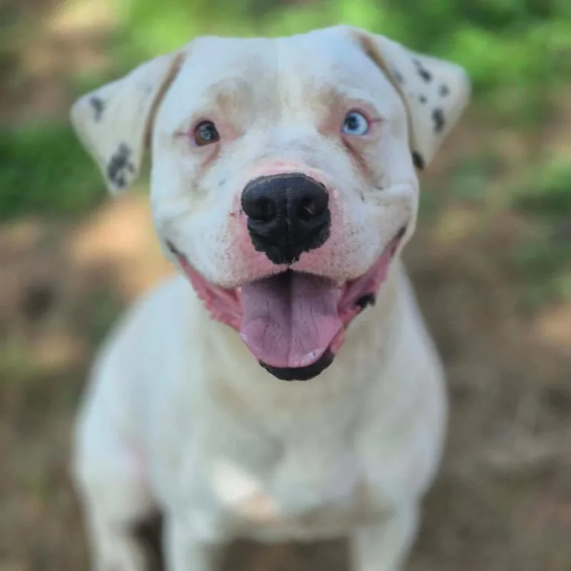 An adult large-sized male White / Cream Pit Bull Terrier dog named Azazel for adoption in Dover, AR