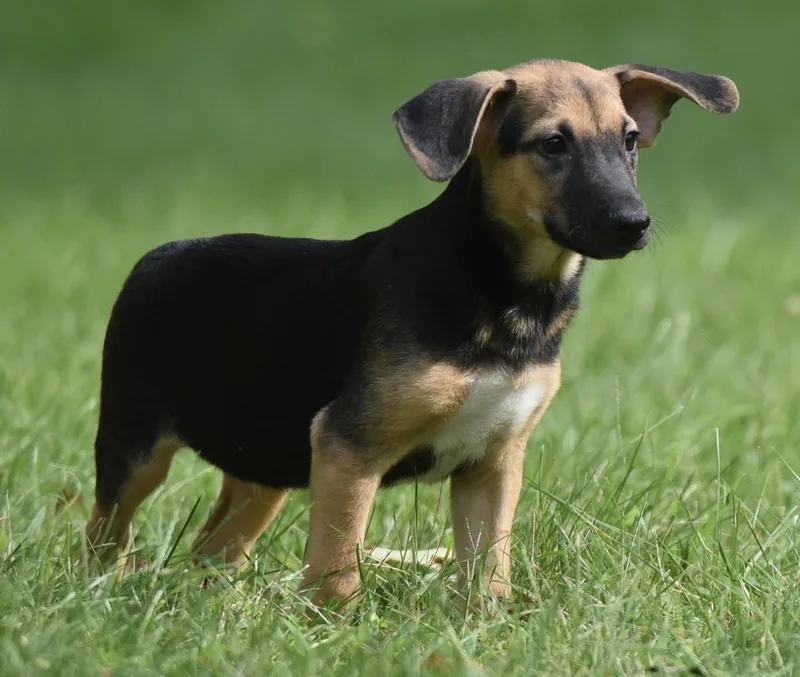 A baby medium-sized male Shepherd dog named Reece for adoption in Mechanicsburg, PA
