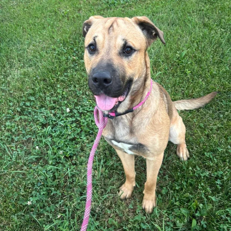 An adult large-sized male Mastiff dog named Ace for adoption in Elwood, IN