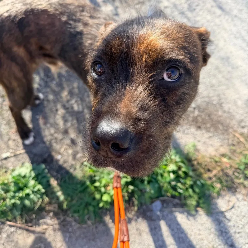 An adult medium-sized male Terrier dog named Clyde for adoption in Saint John, IN