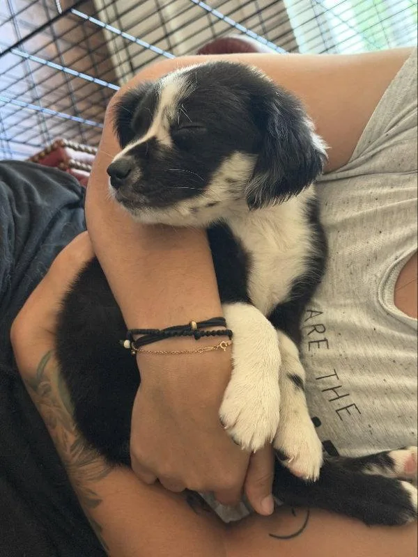 Blueberry thumbnail 2