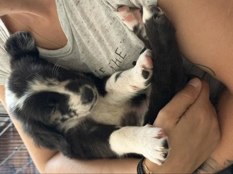 Blueberry thumbnail 3