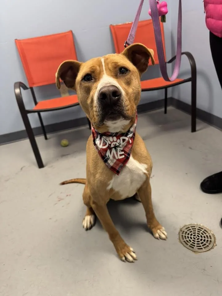 Sylvester thumbnail 3