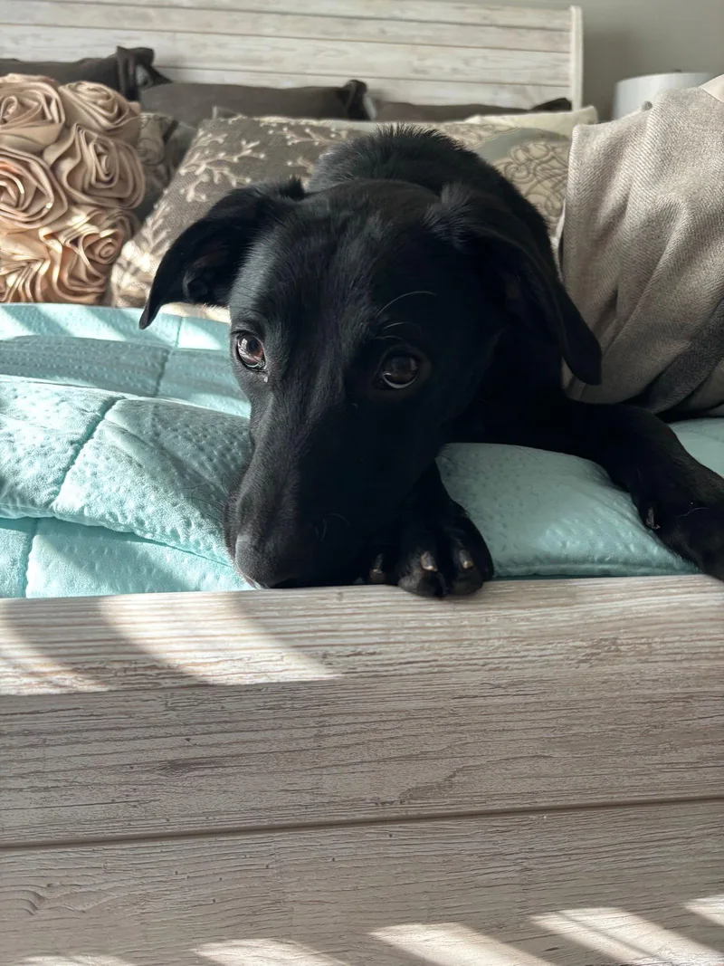 Brielle Bella thumbnail 2