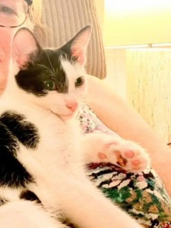 A young medium-sized male Black & White / Tuxedo Domestic Short Hair cat named Kitcat for adoption in Ocala, FL