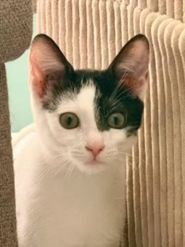 Kitcat thumbnail 2