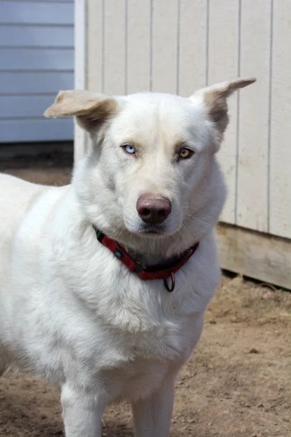 An adult large-sized male Shepherd dog named Cloud for adoption in Divide, CO