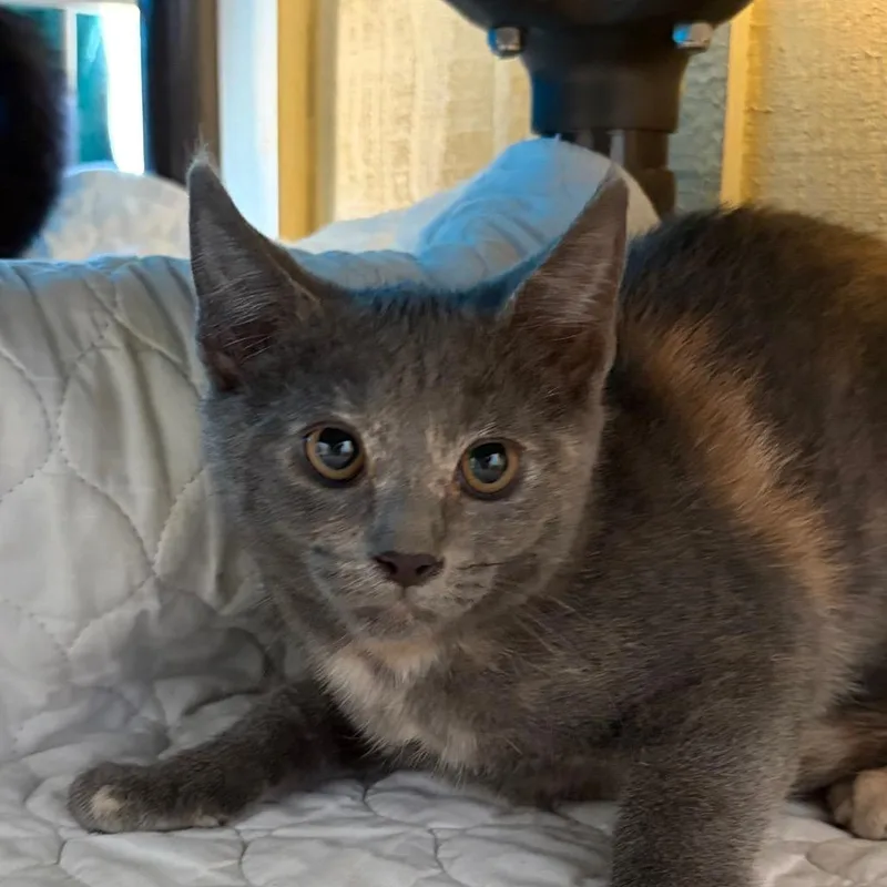 A baby small-sized female Tortoiseshell Domestic Short Hair cat named Veronicat for adoption in Santa Barbara, CA