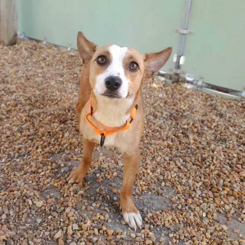 Mrs. Puff thumbnail 2