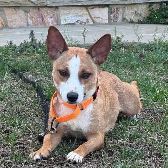 Mrs. Puff thumbnail 4