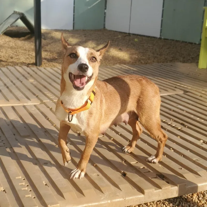 Mrs. Puff thumbnail 5