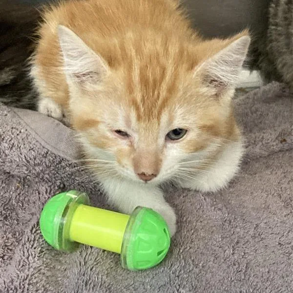 A baby small-sized male Orange / Red Domestic Short Hair cat named East for adoption in Hawthorne, CA