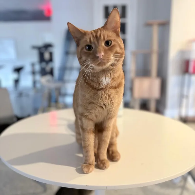 An adult medium-sized male Orange / Red Domestic Short Hair cat named Garfield for adoption in Nashville, TN