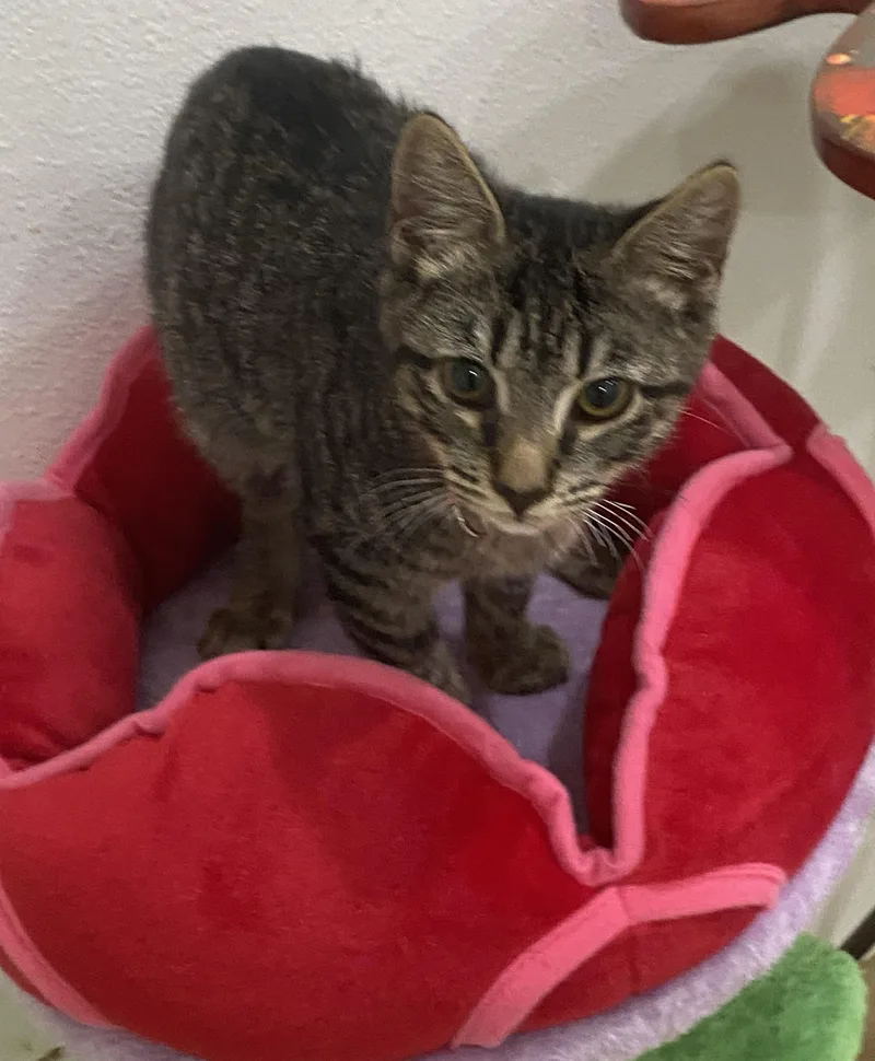 A baby medium-sized male Tabby (Brown / Chocolate) Tabby cat named Apollo for adoption in Mission Viejo, CA