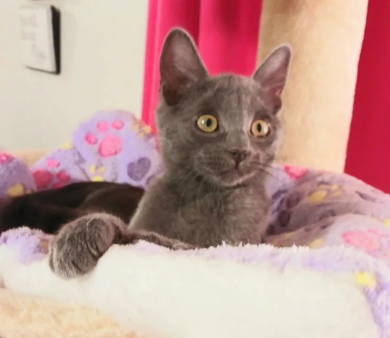 A baby small-sized male Gray / Blue / Silver Russian Blue cat named Miles Nathaniel for adoption in Miami, AZ