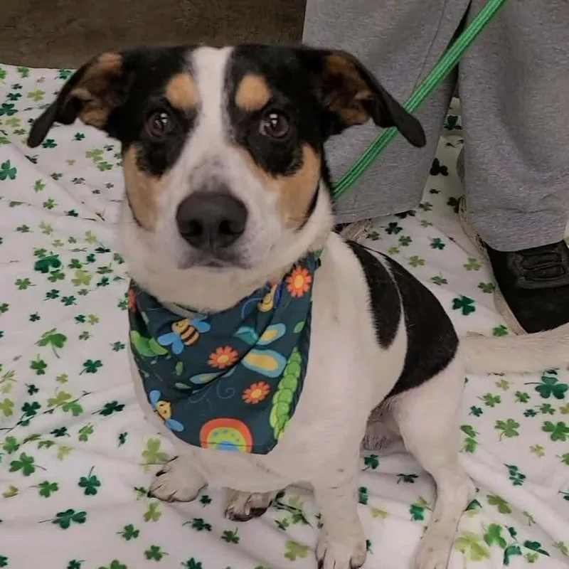 An adult medium-sized male Black Beagle dog named Phillip for adoption in West Point, MS