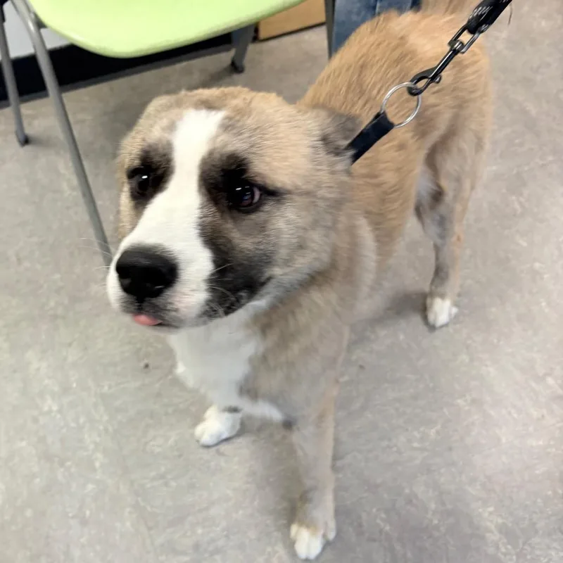 An adult medium-sized male Yellow / Tan / Blond / Fawn Mixed Breed dog named Shadow Grey for adoption in Philadelphia, PA