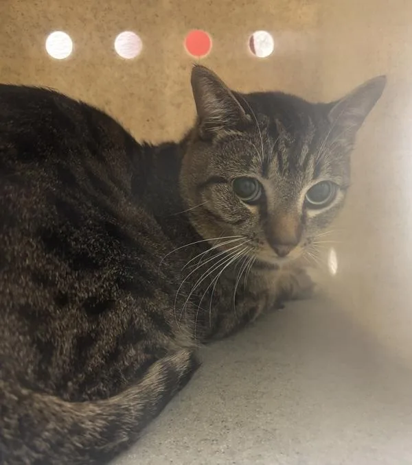 An adult large-sized male Domestic Short Hair cat named Farmer for adoption in Silverdale, WA