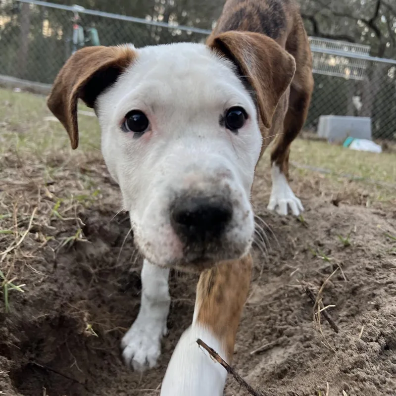 A young small-sized male Brindle Pit Bull Terrier dog named Hudson for adoption in Lake Panasoffkee, FL